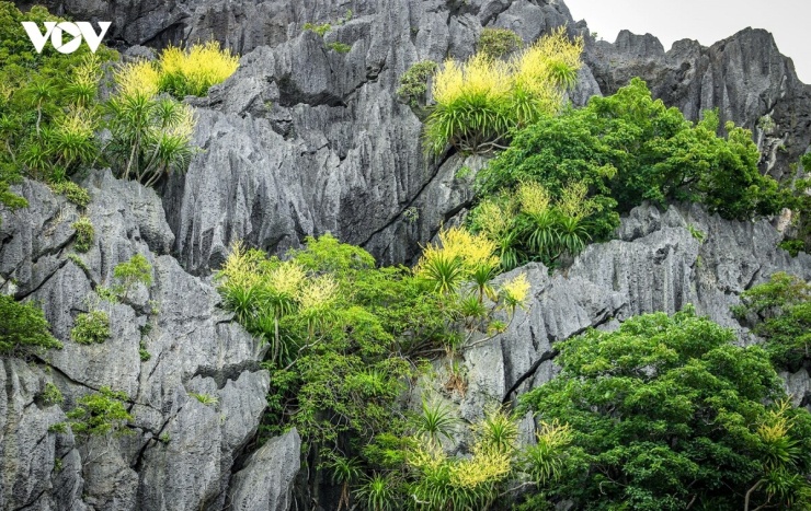 Cây phất dụ núi (hay còn được gọi là cây phát tài) thuộc bộ Hành (Liliales), họ Huyết giác (Dracaenaceae). Tại Việt Nam, họ phất dụ có khoảng 20 loài khác nhau. Dù không nằm trong nhóm 7 loài cây đặc hữu của vịnh Hạ Long, phất dụ núi vẫn được coi là loài cây đặc trưng và phổ biến nhất tại đây.