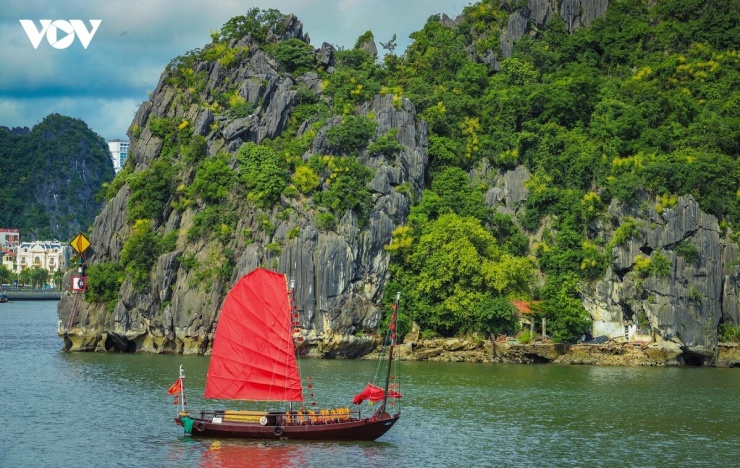 Phất dụ núi mọc thành từng quần thể, bám chắc trên các vách đá dựng đứng, đỉnh núi cao hoặc ngay sát mép nước, rễ len sâu bám đá, thân vươn dài đón nắng gió.