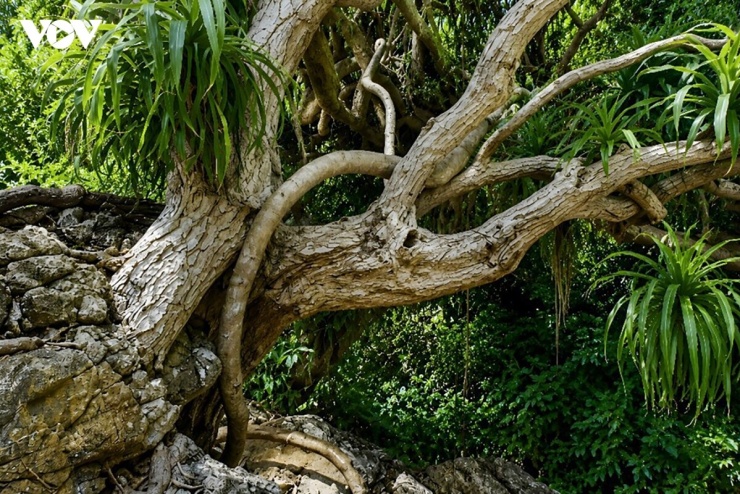 Một cây phất dụ cổ thụ tại áng Mê Cung. Cây đóng vai trò quan trọng trong hệ sinh thái và cảnh quan tự nhiên ở vịnh Hạ Long. Dù thiếu đất, thiếu nước ngọt hay thường xuyên chịu nắng gắt, gió bão, cây vẫn kiên cường vươn lên.