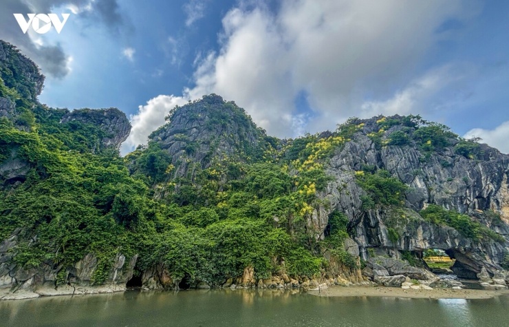 Hoa phất dụ núi nở dày khắp sườn núi hòn Cặp Bè, soi bóng xuống mặt nước xanh ngay cạnh đường bao biển Trần Quốc Nghiễn, biến những ngày hè Hạ Long trở nên rực rỡ trong mắt người dân và du khách.