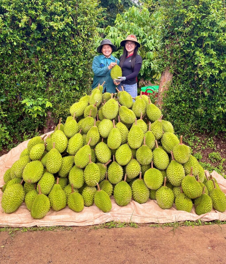 Musang King tại vườn nhà bà Hợp vừa thu hoạch xong. Ảnh: Phan Hằng