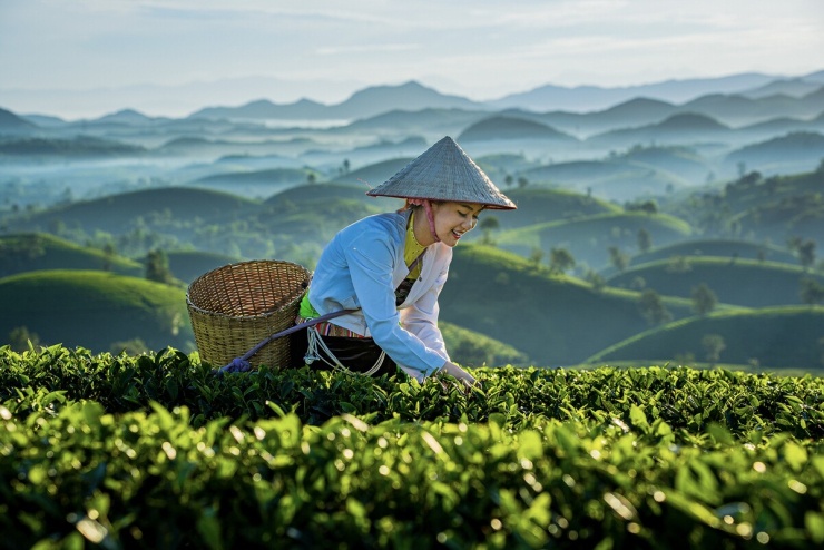 'Miền cổ tích' trên đồi chè hình bát úp ở Phú Thọ - 4