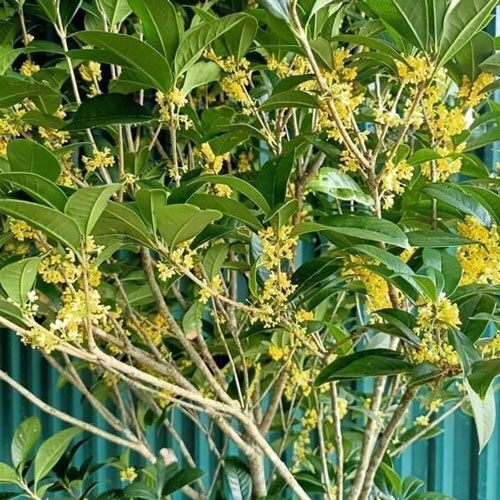 Theo quan niệm phong thủy, hoa mộc hương còn tượng trưng cho sự thăng tiến, danh vọng và vinh hoa, đặc biệt là trong con đường học hành, thi cử hay sự nghiệp.
