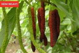 Tin tức sức khỏe - Loại quả vào mùa chín rộ bán đầy chợ hóa ra là “báu vật” giúp xương khớp dẻo dai ít người biết