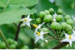Loại quả dại xưa không ai hái nay thành đặc sản, không đủ hàng để bán