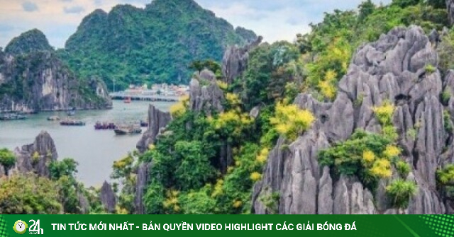 Mùa phất dụ núi khoe sắc rực rỡ trên vịnh Hạ Long