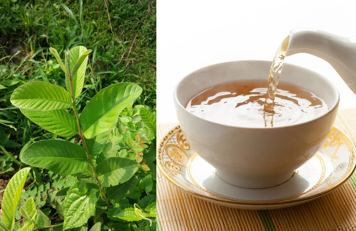 3 thời điểm uống nước lá "tàn phá" bàng quang khủng khiếp, nhiều người tiểu đêm dai dẳng mà không biết! - 1
