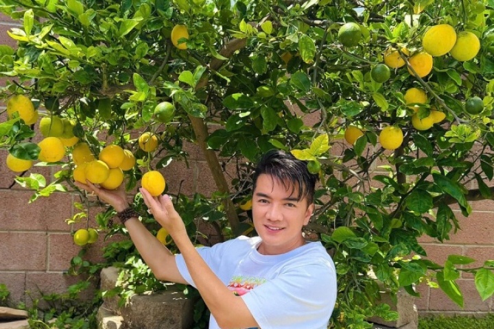 Đàm Vĩnh Hưng khoe cây trái trĩu cành trong biệt thự ở Mỹ