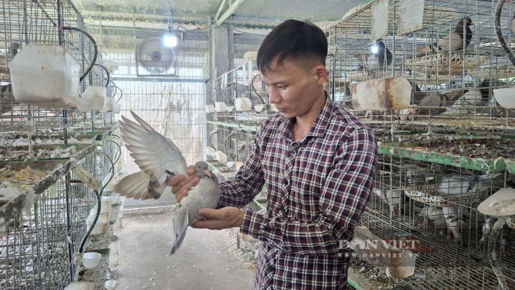 Anh Nguyễn Trung Kiên&nbsp;xóm Bình Hàn, thôn Cộng Hòa, xã Lạc Phượng, TP Hải Phòng đam mê nuôi chim bồ câu từ khi sang Nhật Bản làm việc. Ảnh: Thu Thuỷ