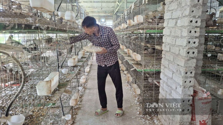 Anh Kiên nhặt trứng chim bồ câu đẻ ra khỏi ổ để thay trứng giả vào cho chim mẹ ấp. Ảnh: Thu Thuỷ