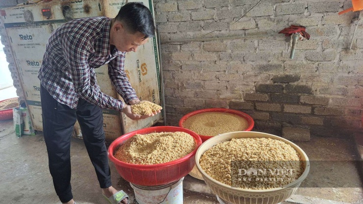 Hạt mạch được anh Kiên ngâm rửa sạch đem phối trộn với ngô, cám cho chim bồ câu ăn. Ảnh: Thu Thuỷ