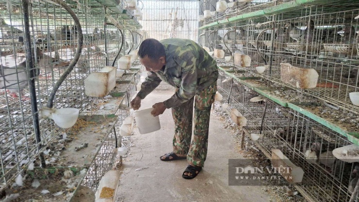 Bố đẻ anh Kiên đang phụ giúp anh Kiên cho chim bồ câu ăn hàng ngày. Ảnh: Thu Thuỷ