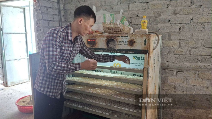 Máy ấp trứng đã giúp anh Kiên bảo toàn 100% số trứng chim đẻ ra hàng ngày. Ảnh: Thu Thuỷ