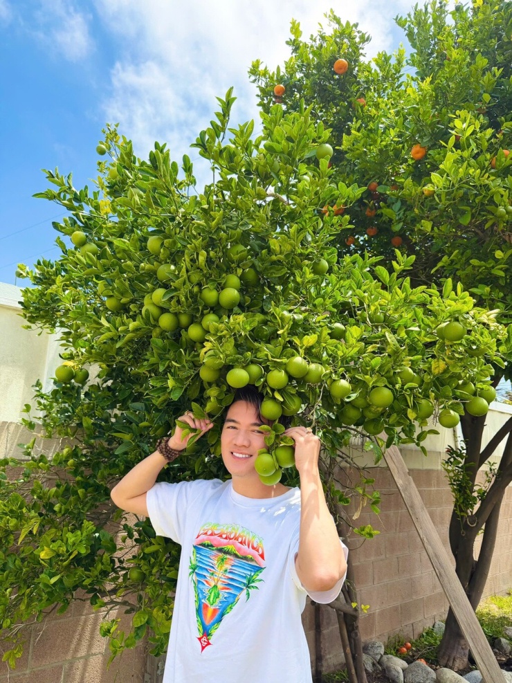 Đàm Vĩnh Hưng trồng nhiều loại cam khác nhau trong vườn nhà ở Mỹ.