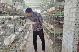Trở về từ Nhật Bản, một người Hải Dương, nay là Hải Phòng nuôi 3.000 chim bồ câu, thu 1 tỷ/năm