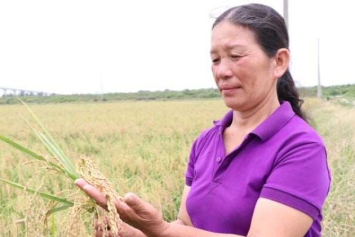 Nữ đại điền ở Hải Phòng trồng 80 mẫu lúa, nhẹ nhàng lãi hơn 1 tỷ mỗi năm