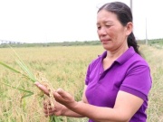 Nữ đại điền ở Hải Phòng trồng 80 mẫu lúa, nhẹ nhàng lãi hơn 1 tỷ mỗi năm