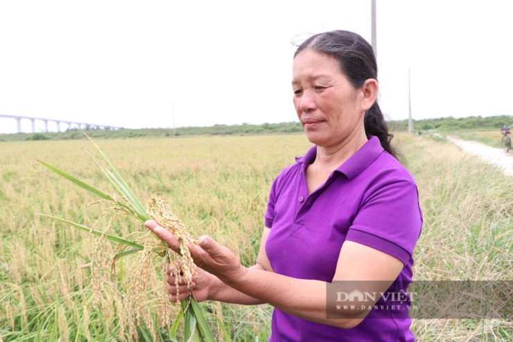 Nhờ tích tụ ruộng đất, mỗi năm chị Thương thu lãi hơn 1 tỷ từ trồng lúa và làm dịch vụ nông nghiệp. Ảnh: Minh Ngọc