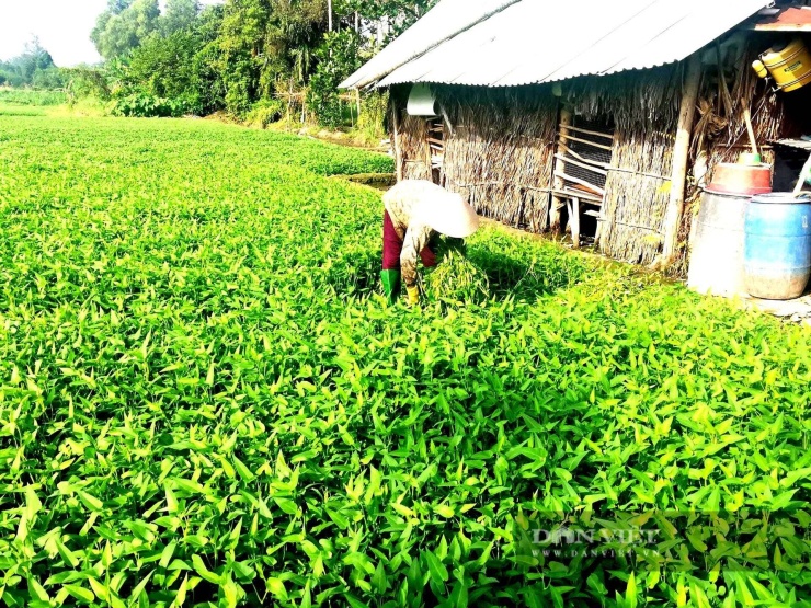 Trồng rau muống nước ở Bình Mỹ. Ảnh: T.Đ