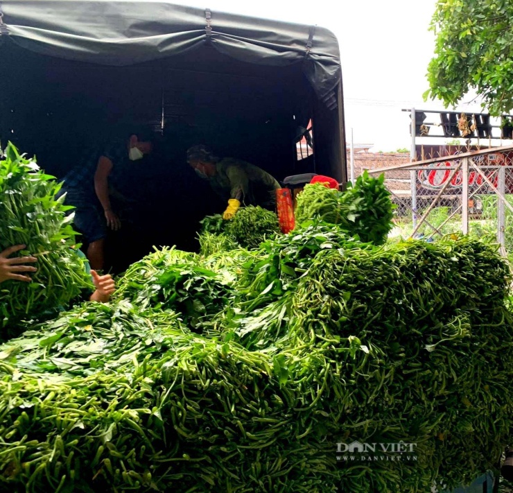 Thu mua rau muống. Ảnh: T.Đ