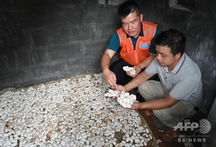 Một trại rắn ở Quảng Tây. Ảnh: AFP