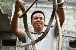 Vì sao Quảng Tây được xem là 'thủ phủ nuôi rắn' của Trung Quốc?