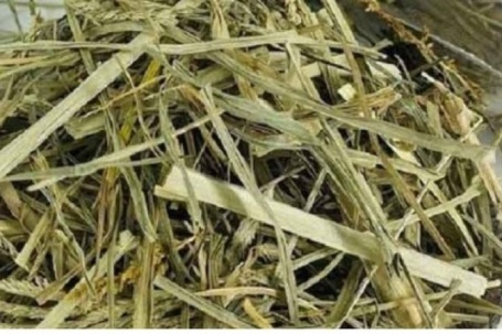 Dân lùng mua loại cỏ dại mọc đầy đồng được coi như thần dược