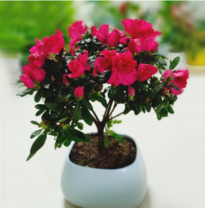 Đây là loài hoa được biết đến bởi nó tượng trưng cho tình yêu cũng như là những gì tốt đẹp trong cuộc sống.