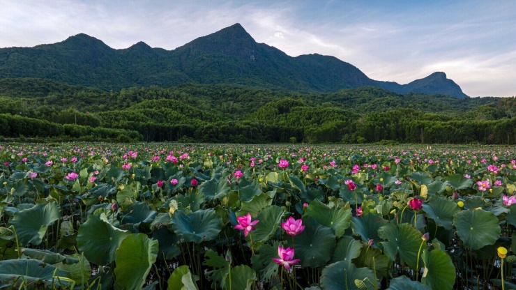 Sen nở rộ ngoại ô Đà Nẵng - 1