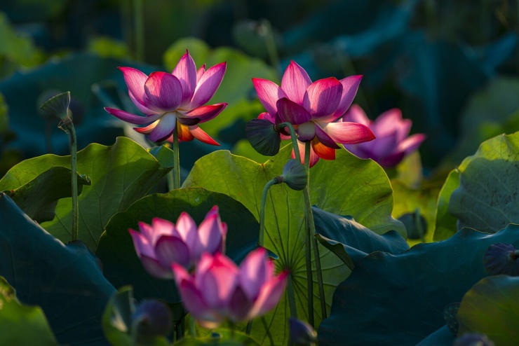 Sen nở rộ ngoại ô Đà Nẵng - 3