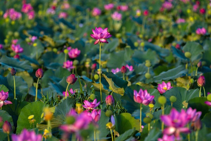 Sen nở rộ ngoại ô Đà Nẵng - 2