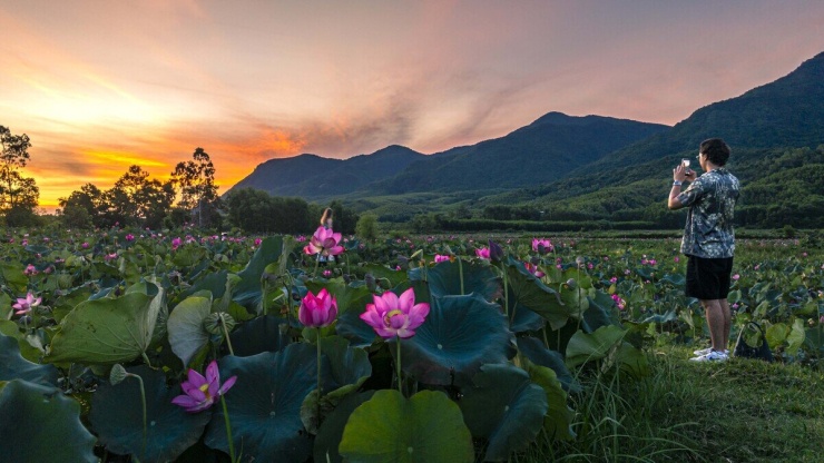 Sen nở rộ ngoại ô Đà Nẵng - 7