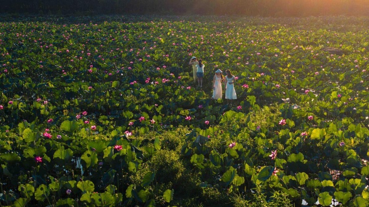 Sen nở rộ ngoại ô Đà Nẵng - 4