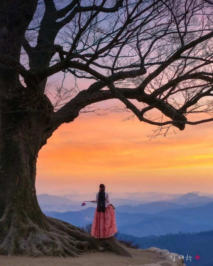 Du khách chụp ảnh với cây zelkova. Ảnh: Korea Landscape