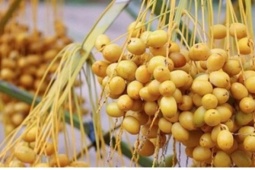Vườn chà là “đỏ lửa” giữa nắng Phan Rang, giá hơn nửa triệu đồng/kg vẫn cháy hàng