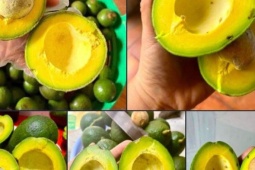 Bơ vào mùa bán tràn ngập thị trường, nên chọn loại bơ nào mới đáp ứng đủ các tiêu chí “ngon - bổ - rẻ”?