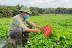 Tin tức sức khỏe - Loại cây mọc dại đầy vườn lại được nước ngoài săn đón cực tốt cho hệ tiết niệu