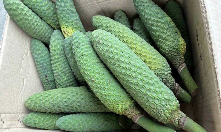 Trầu bà tại vườn nhà chị Thanh Nga ở Đà Lạt (Lâm Đồng) vừa thu hoạch để bán gửi cho khách với giá 220.000 đồng một trái. Ảnh: Thanh Nga