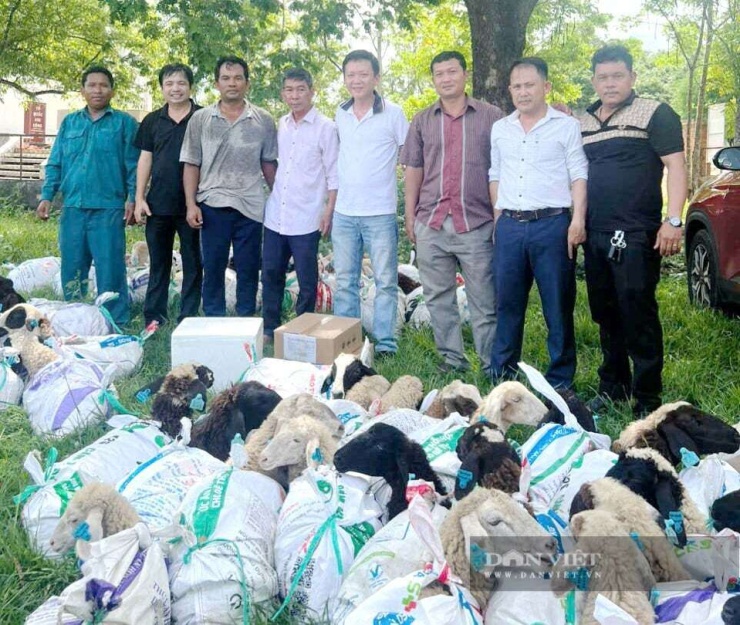 Dự án có quy mô 105 con cừu, gồm 100 con cừu cái và 5 con cừu đực, được triển khai tại 5 hộ dân tại xã Phan Sơn, tỉnh Lâm Đồng. Ảnh: PV