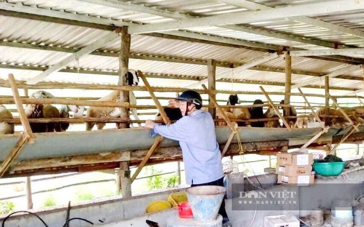 Một hộ nông dân xã Phan Sơn, tỉnh Lâm Đồng, đang chăm sóc đàn cừu của dự án chăn nuôi vừa phát triển kinh tế bền vững, thích ứng với biến đổi khí hậu. Ảnh: PV