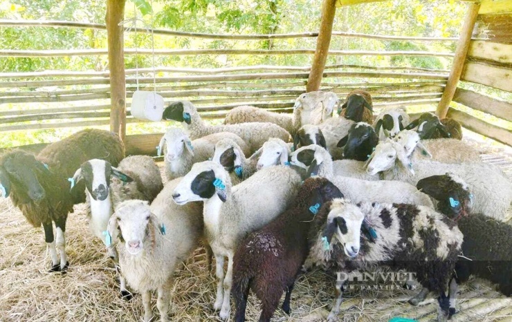 Mô hình nuôi cừu tại xã Phan Sơn, tỉnh Lâm Đồng sẽ mang lại hiệu quả kinh tế tốt nhờ khả năng thích nghi tốt với khí hậu, cừu sinh sản nhanh. Ảnh: PV