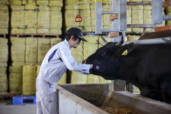 Thực tế, người nông dân Nhật Bản cho bò uống bia để giảm căng thẳng, kích thích chứ không phải để hưởng thụ như mọi người lầm tưởng. (Ảnh: The Eaten Track)