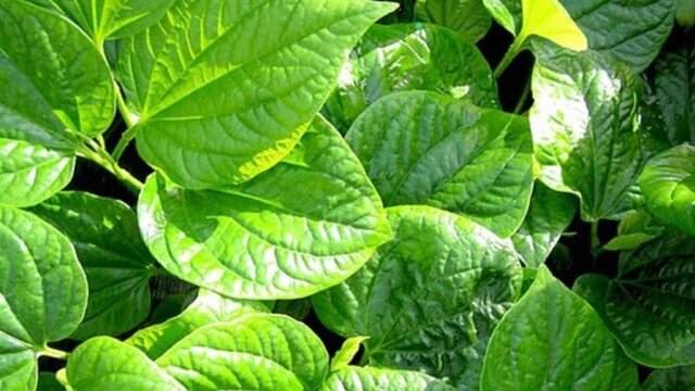 Lá lốt chứa nhiều dưỡng chất có lợi như chất xơ, benzyl axetat cùng các khoáng chất quan trọng giúp kháng khuẩn, giảm viêm nhiễm trên da.