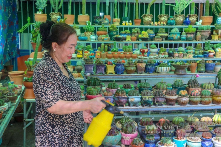 Chị Lê Đào Thơ, ấp 1, xã Trần Văn Thời, tỉnh Cà Mau chăm sóc bộ sưu tập sen đá, xương rồng với hơn 1.000 chậu các loại sau hơn 4 năm gắn bó với thú vui tao nhã này. Ảnh: Vũ Lịnh