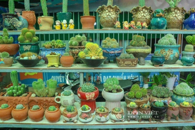 Khu vườn sen đá, xương rồng của chị Lê Đào Thơ quy tụ nhiều giống cây độc đáo, được sắp xếp hài hòa, tạo không gian xanh mát và sinh động. Ảnh: Vũ Lịnh