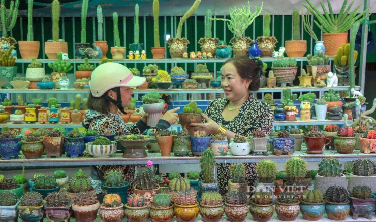 Khu vườn với nhiều chậu cảnh sen đá mi ni của chị Thơ là điểm đến cho nhiều người có cùng đam mê với loài cây cảnh này. Ảnh: Vũ Lịnh