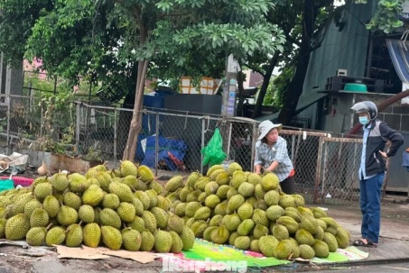 Lý do sầu riêng càng ngày càng rẻ