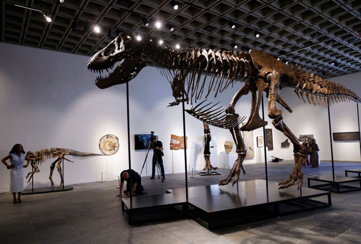 Hóa thạch bộ xương khủng long bạo chúa T-rex trưng bày tại nhà đấu giá Sotheby's. Ảnh: John Angelillo/UPI