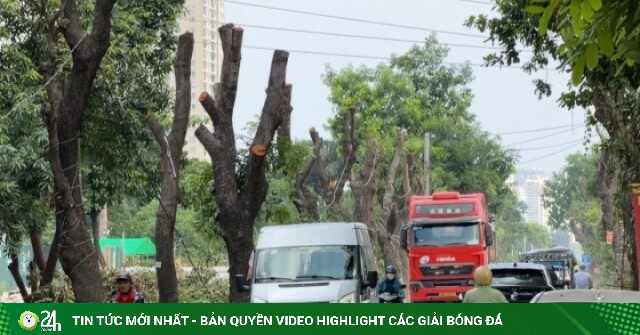 Hà Nội chặt hạ hàng cây cổ thụ, chuẩn bị mở rộng đường nghìn tỷ