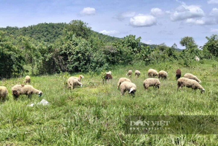 Con vật lông dày kịt này được nông dân Bình Thuận, nay là tỉnh Lâm Đồng nuôi thành công, bán thịt, bán lông